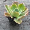 Echeveria 'Blue Curls'