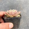 Echeveria 'Lily'