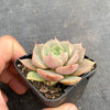 Echeveria 'Lily'