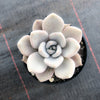 Echeveria 'Beverley'
