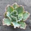 Echeveria 'Blue Curls'