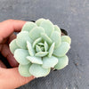 Echeveria Delulu (Ech. Derlu)