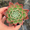 Echeveria agavoides 'Miranda'