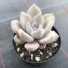 Echeveria 'Beverley'