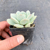 Echeveria Delulu (Ech. Derlu)