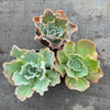 Echeveria 'Blue Curls'