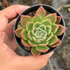 Echeveria agavoides 'Miranda'