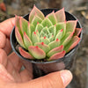 Echeveria agavoides 'Miranda'