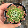 Echeveria agavoides 'Miranda'