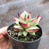 Echeveria agavoides 'Ebony'
