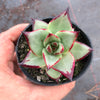 Echeveria agavoides 'Ebony'