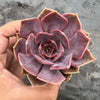 Echeveria 'Linda Jean' aka 'Rob Roy'