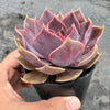 Echeveria 'Linda Jean' aka 'Rob Roy'