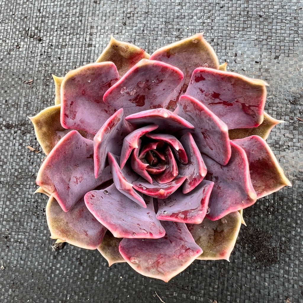Echeveria 'Linda Jean' aka 'Rob Roy'