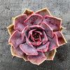 Echeveria 'Linda Jean' aka 'Rob Roy'