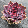 Echeveria 'Linda Jean' aka 'Rob Roy'