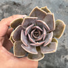 Echeveria 'Linda Jean' aka 'Rob Roy'