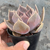 Echeveria 'Linda Jean' aka 'Rob Roy'