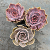 Echeveria 'Linda Jean' aka 'Rob Roy'