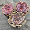 Echeveria 'Linda Jean' aka 'Rob Roy'