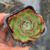 Echeveria 'Yin Lisa'