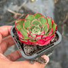 Echeveria 'Yin Lisa'