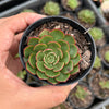 Echeveria 'Yin Lisa'