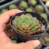 Echeveria 'Yin Lisa'