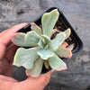 Echeveria zahnii var. 'Hoveyi'