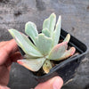 Echeveria zahnii var. 'Hoveyi'