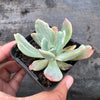 Echeveria zahnii var. 'Hoveyi'