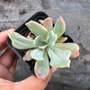 Echeveria zahnii var. 'Hoveyi'