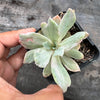 Echeveria zahnii var. 'Hoveyi'