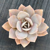 xGraptoveria Pink Laui