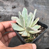Echeveria zahnii var. 'Hoveyi'