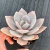 xGraptoveria Pink Laui