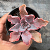 Echeveria 'Shaviana'
