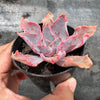 Echeveria 'Shaviana'