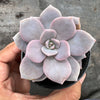 xGraptoveria Pink Laui