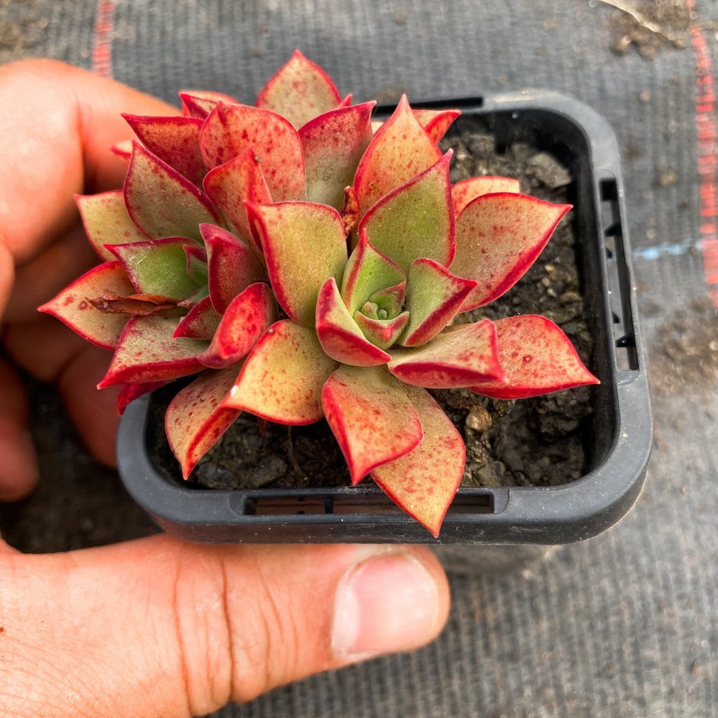 Echeveria longissima x Tacitus bellus