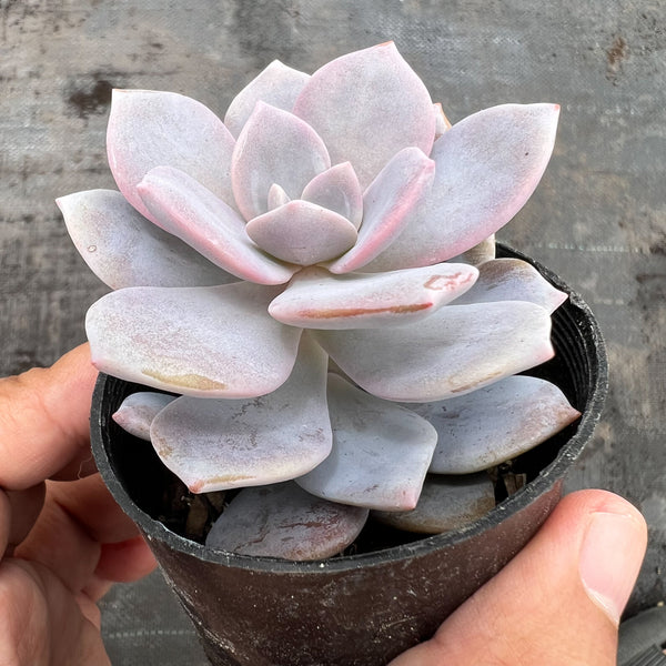 pink laui succulent xGraptoveria Pink Laui – LET LOVE GROW (Succulent & Cactus)
