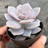 xGraptoveria Pink Laui