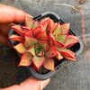 Echeveria longissima x Tacitus bellus