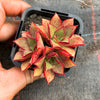Echeveria longissima x Tacitus bellus