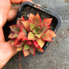 Echeveria longissima x Tacitus bellus