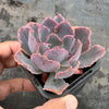 Echeveria 'Neon Breakers'