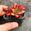 Echeveria longissima x Tacitus bellus