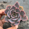 Echeveria 'Neon Breakers'