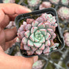 Echeveria subcorymbosa Juxtlahuaca (030 Giant Form)(w/pup)