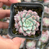Echeveria subcorymbosa Juxtlahuaca (030 Giant Form)(w/pup)